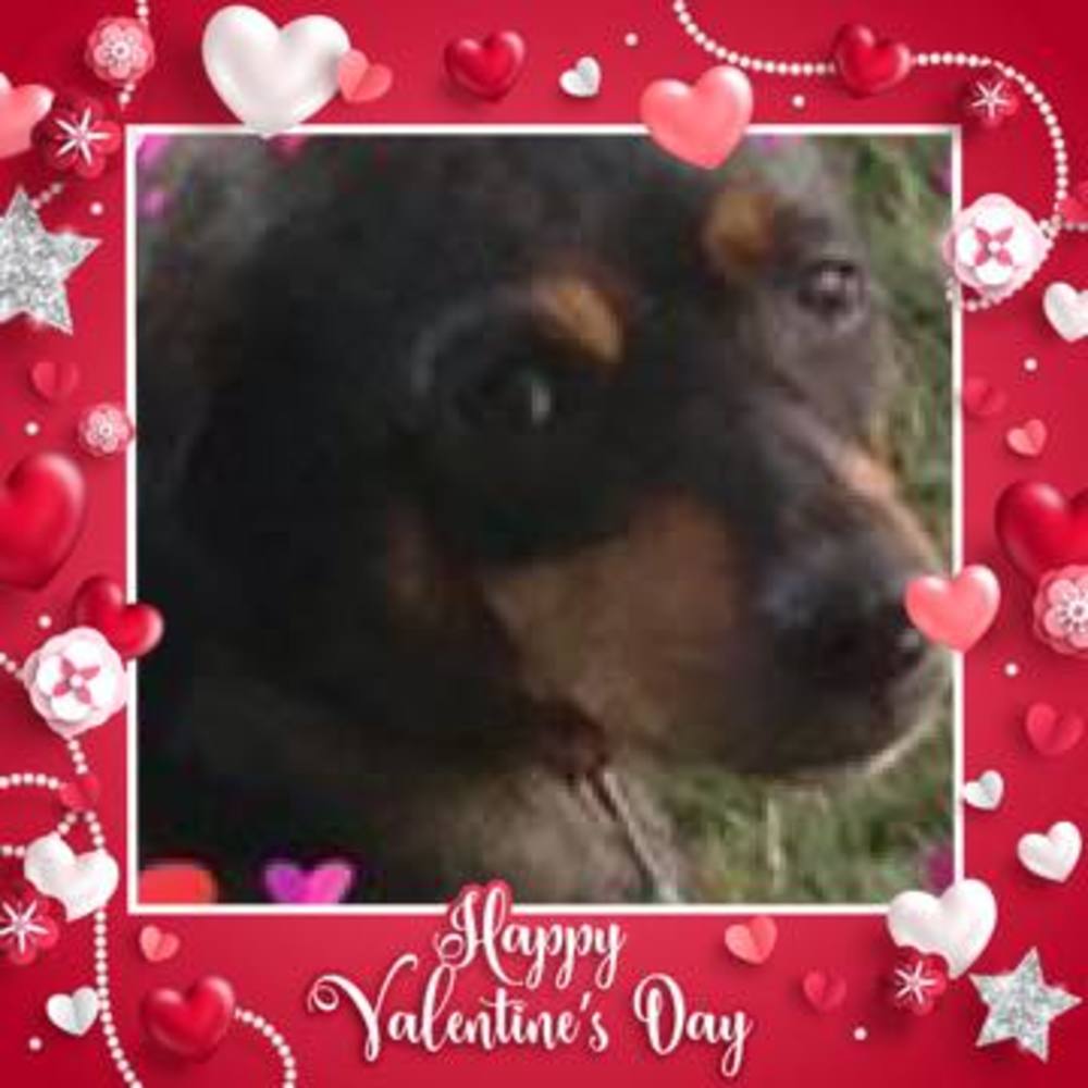 Meet your Posher, Sherrin